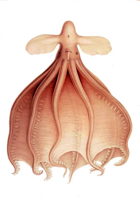 Глубоководный осьминог (Cirrothauma murrayi), фото фотография головоногие моллюски