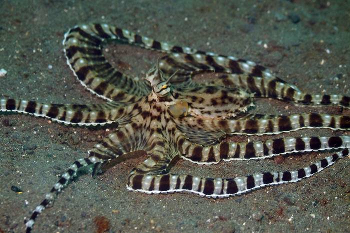 Мимический индонезийский осьминог (Thaumoctopus mimicus), фото фотография головоногие моллюски