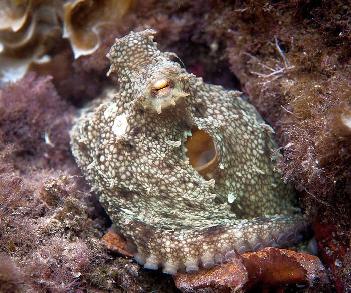 Осьминог обыкновенный, или спрут (Octopus vulgaris), фото фотография головоногие