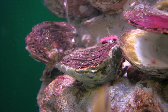 Устрица европейская (Ostrea edulis), фото фотография моллюски