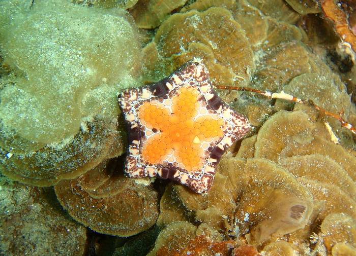 Морская звезда (Tosia australis), фото фотография