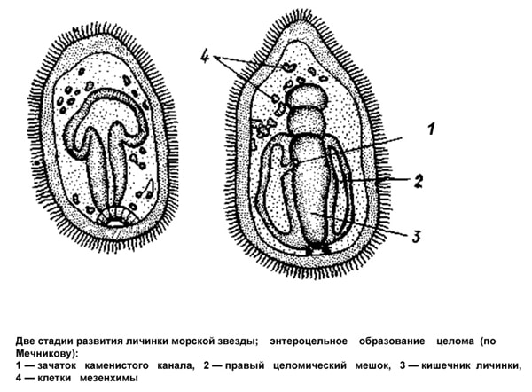 Две стадии развития личинки морской звезды, картинка рисунок беспозвоночные