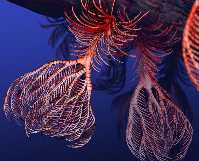 Морская лилия Pentacrinites, фото фотография морские беспозвоночные