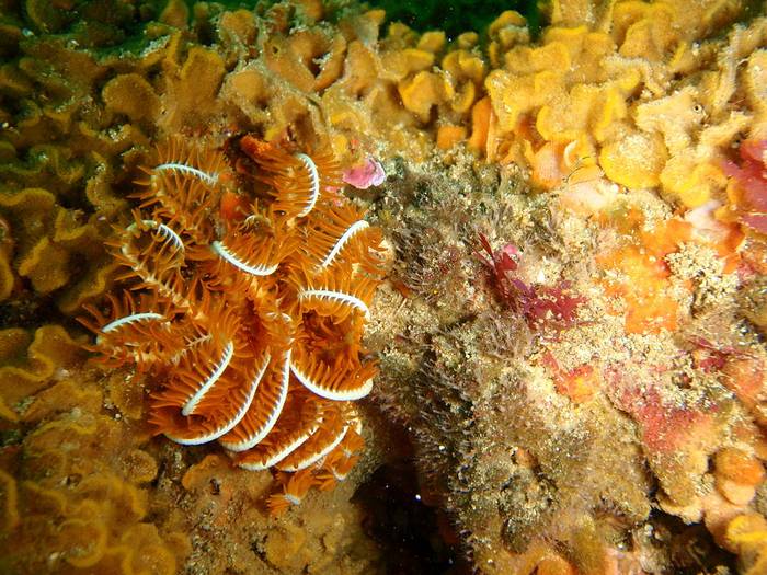 Обыкновенная пернатая звезда (Comanthus wahlbergii), фото фотография морские беспозвоночные