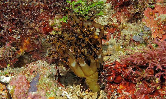 Морской огурец Neothyonidium magnum, фото фотография иглокожие