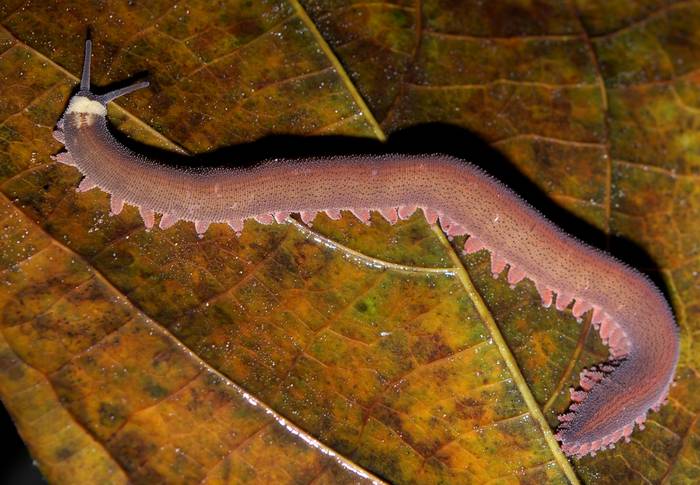 Онихофора Oroperipatus sp., фото фотография черви