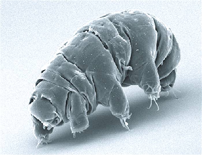Тихоходка Milnesium tardigradum, фото фотография беспозвоночные