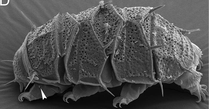 Взрослая самка Echiniscus succineus, фото фотография беспозвоночные