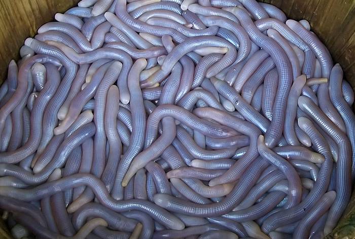 Сипункулиды на азиатском рынке (Sipuncula), фото фотография беспозвоночные