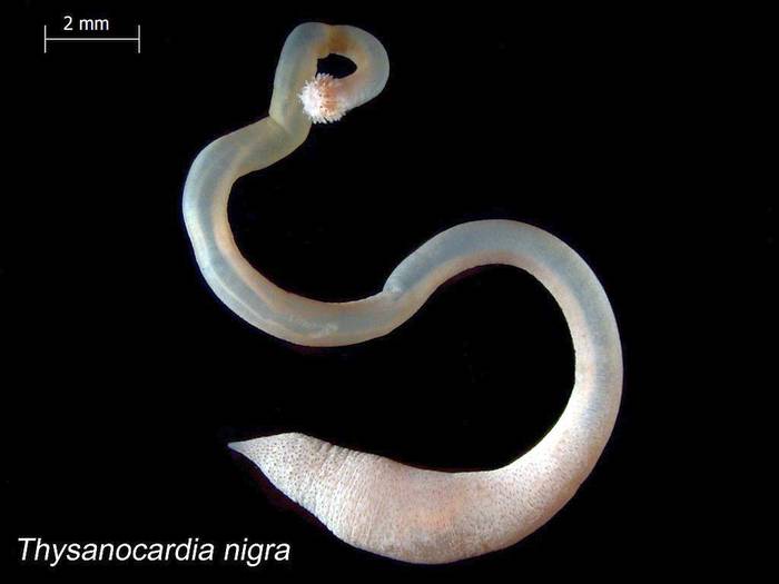 Япономорская сипункулида (Thysanocardia nigra), фото фотография беспозвоночные