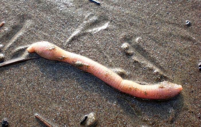 Морской червь бибис (Sipunculus nudus), фото фотография беспозвоночные