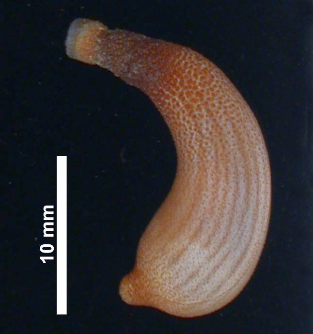 Арахисовый червь (Antillesoma antillarum), фото фотография беспозвоночные