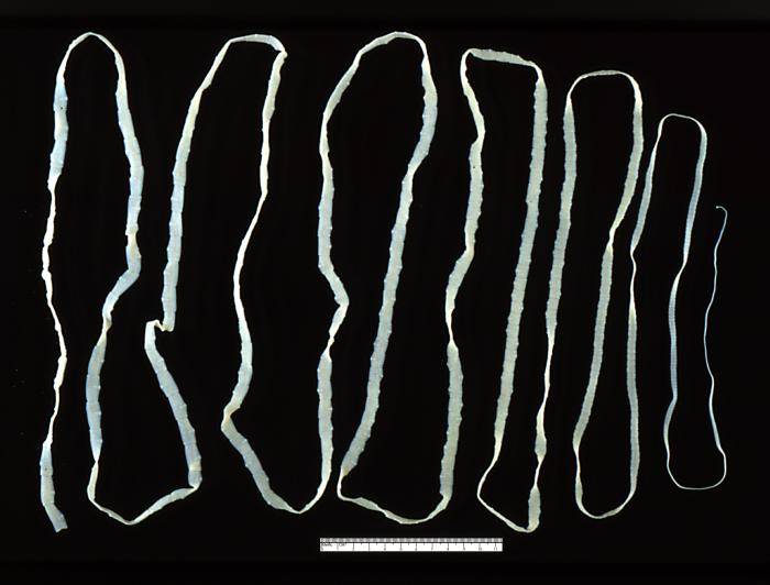 Бычий цепень (Taenia saginata), фото фотография беспозвоночные