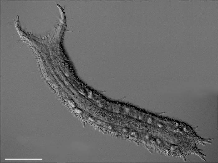 Брюхоресничный червь Pseudostomella etrusca, фото фотография беспозвоночные