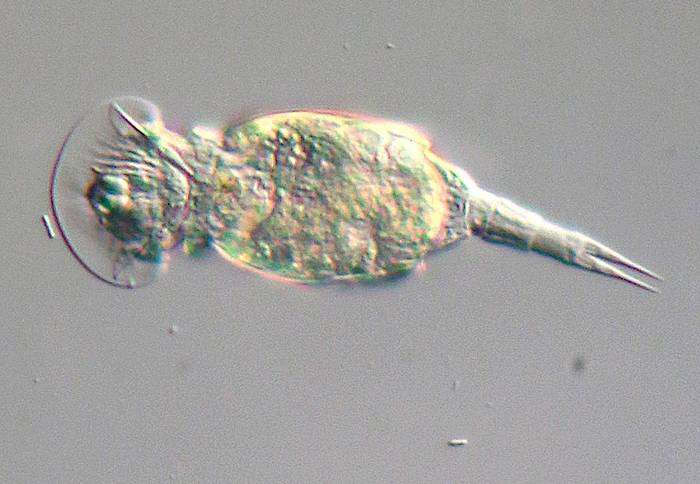 Коловратка (Squatinella sp.), фото фотография беспозвоночные