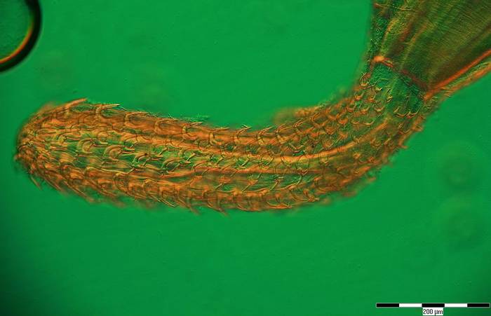 Эхиноринхида (Telosentis exiguus), фото фотография беспозвоночные