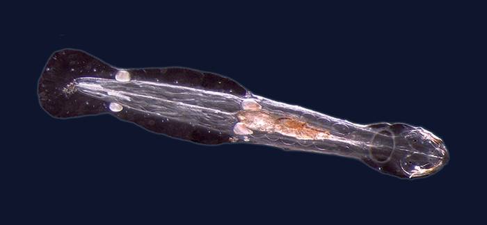 Морская стрелка (Spadella cephaloptera), фото фотография беспозвоночные