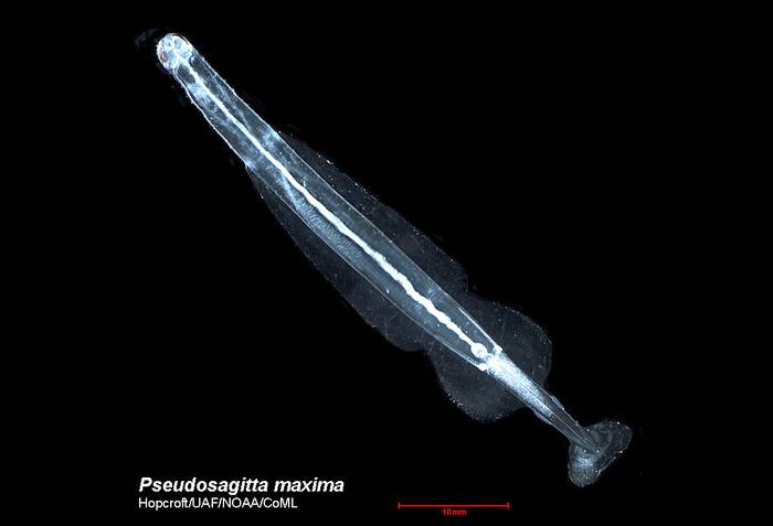 Pseudosagitta maxima, фото фотография беспозвоночные