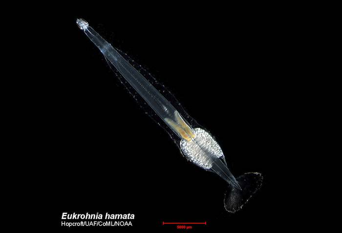 Eukrohnia hamata, фото фотография беспозвоночные