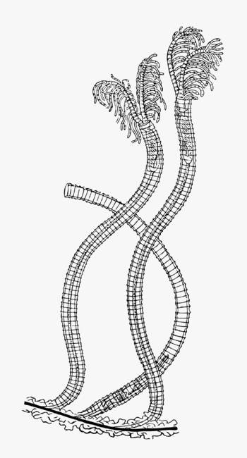 Rhabdopleura normani, фото фотография беспозвоночные