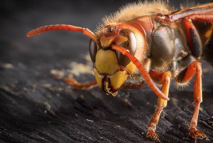 Обыкновенный шершень  (Vespa crabro), фото ядовитые насекомые фотография