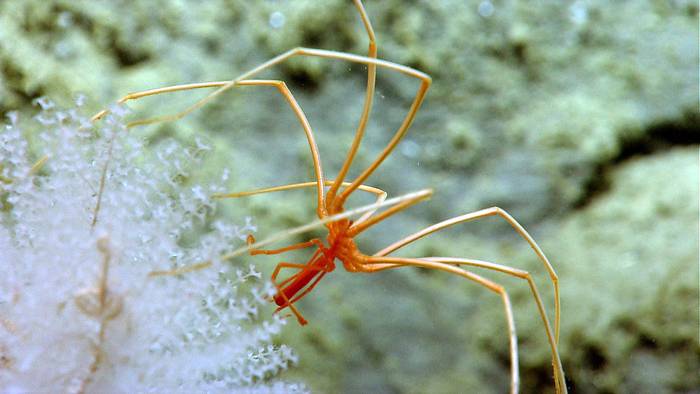 Морской паук, фото фотография членистоногие