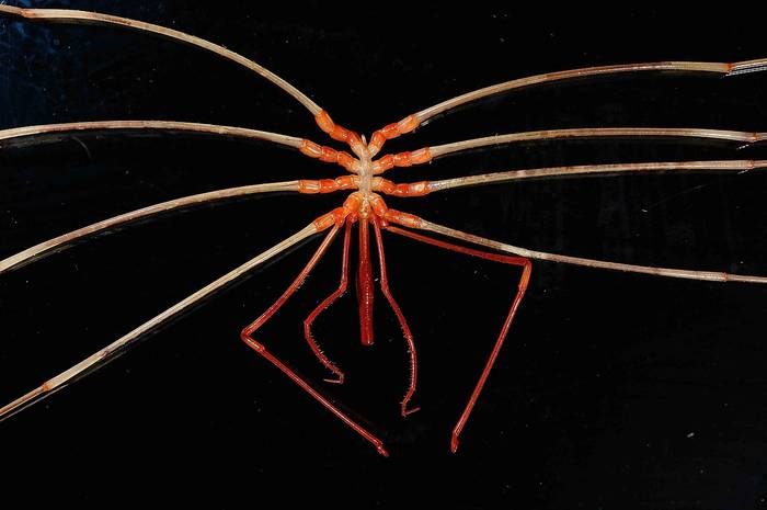Морской паук Colossendeis sp., фото фотография членистоногие