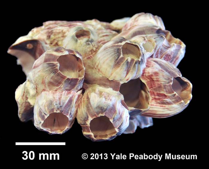 Морские желуди (Megabalanus tintinnabulum), фото фотография ракообразные