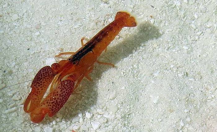 Коралловый рак-щелкун (Alpheus lottini), фото фотография ракообразные
