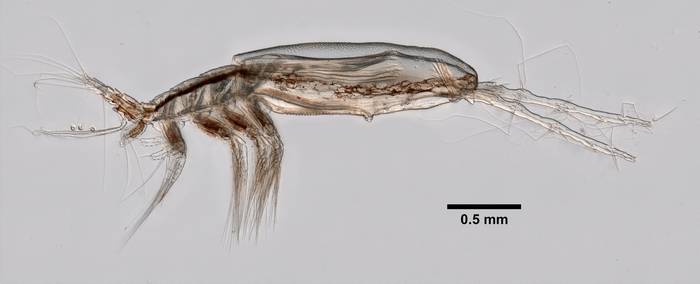 Веслоногое (Monstrilla sp.), фото фотография ракообразные