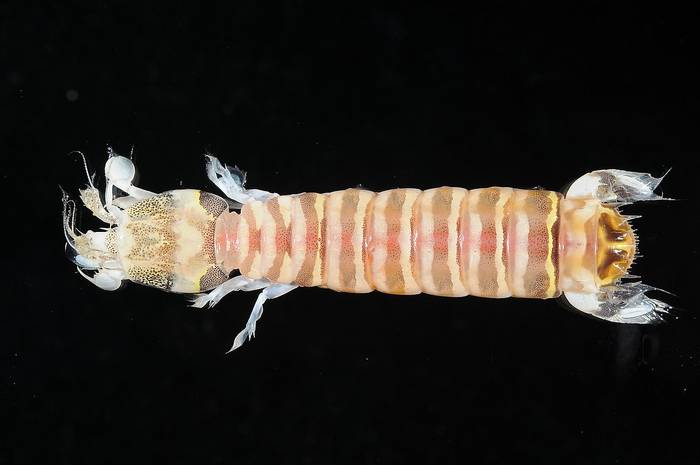 Рак-богомол (Acanthosquilla multifasciata), фото фотография ракообразные