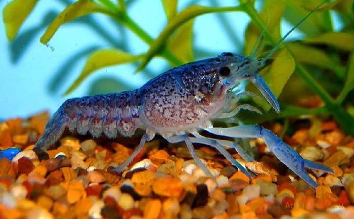 Голубой рак (Procambarus cubensis), фото фотография ракообразные