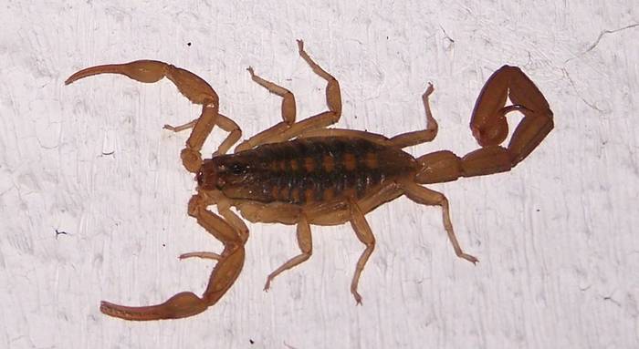 Мексиканский скорпион (Centruroides suffusus), фото фотография паукообразные