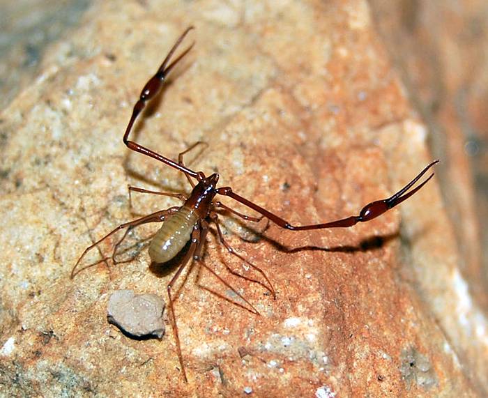 Ложноскорпион (Titanobochica magna), фото фотография паукообразные