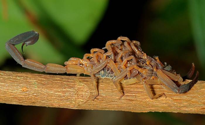 Самка скорпиона с детенышами на спине, фото фотография паукообразные