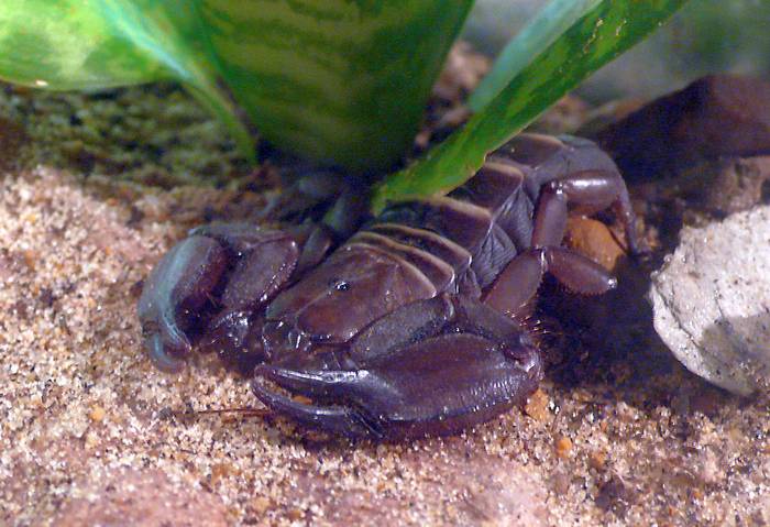 Каменный скорпион (Hadogenes troglodytes), фото фотография паукообразные