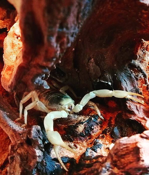 Пустынный волосатый скорпион (Hadrurus arizonensis), фото фотография паукообразные
