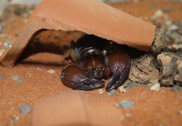 Скорпион в террариуме, фото фотография паукообразные