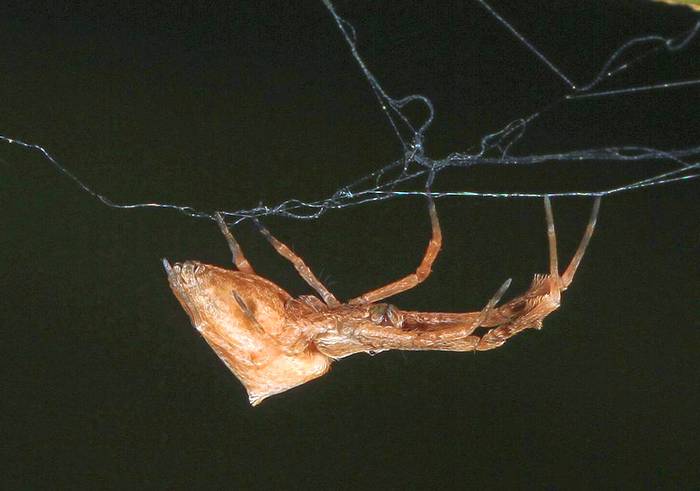 Уролобус (Uloborus sp.), фото фотография паукообразные