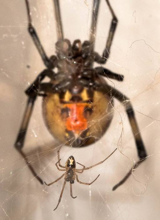 Бурая вдова, геометрический латродектус (Latrodectus geometricus), фото фотография паукообразные