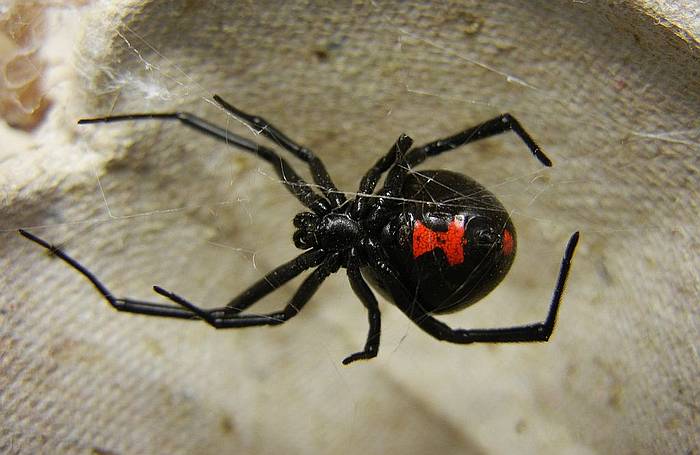 Черная вдова (Latrodectus mactans), фото фотография паукообразные