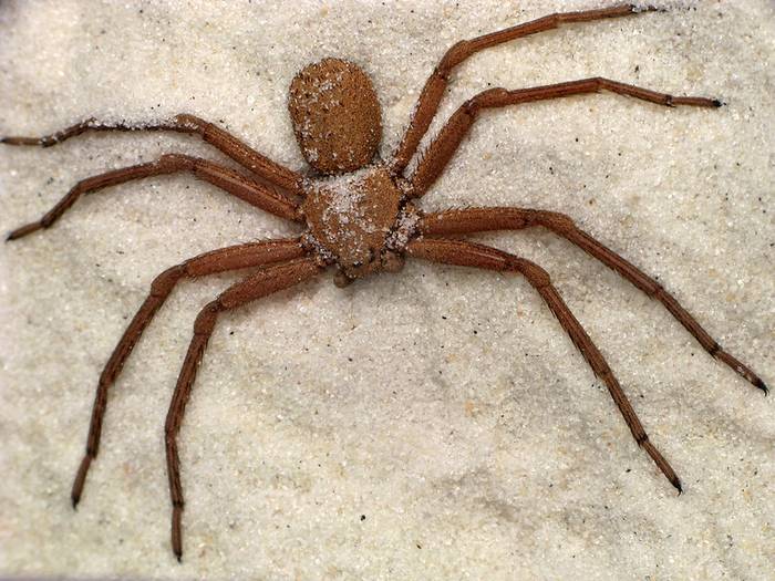 Шестиглазый песочный паук (Sicarius sp.), фото фотография картинка