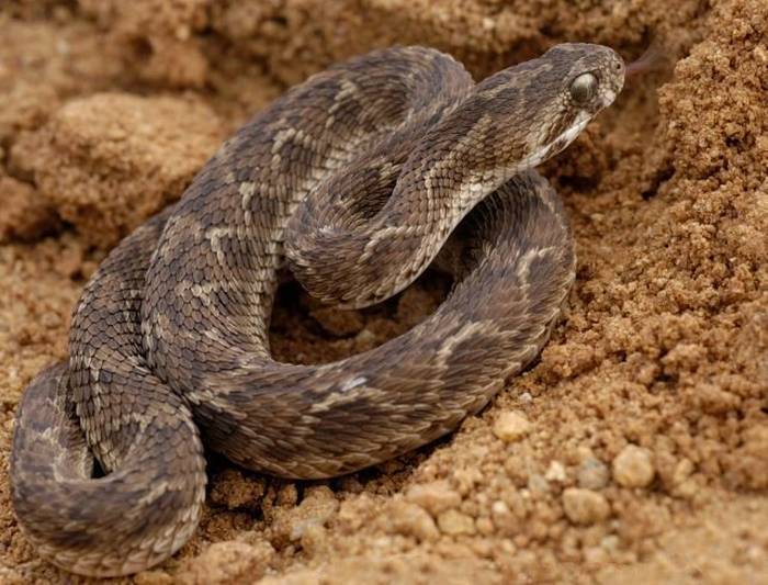 Песчаная эфа (Echis carinatus), фото фотография рептилии змеи