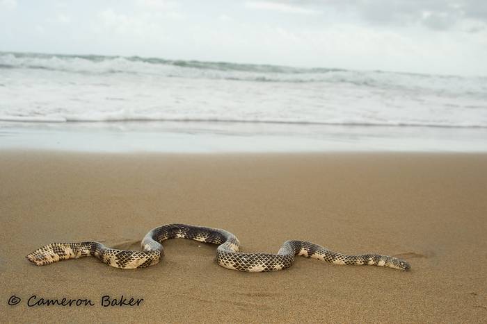 Морская змея Дюбуа (Aipysurus duboisii), фото фотография рептилии
