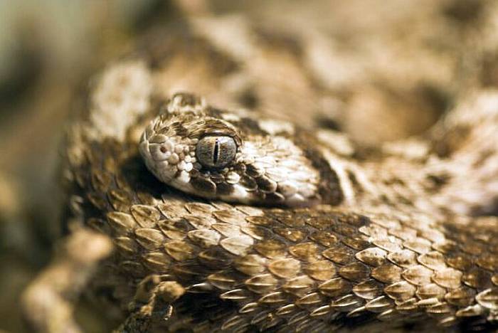 Песчаная эфа (Echis carinatus), фото ядовитые змеи фотография