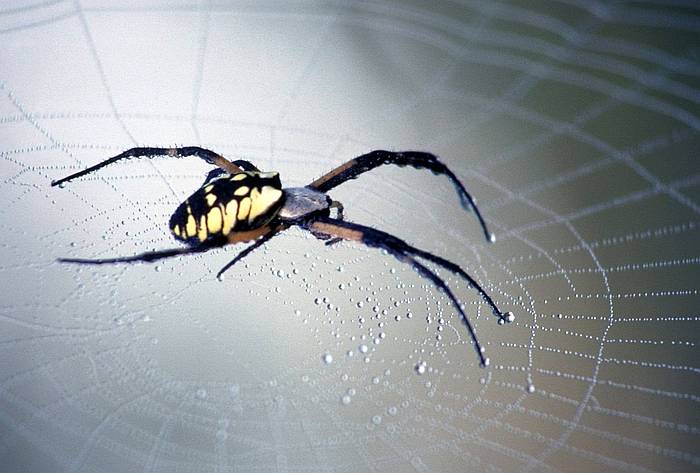 Желто-черный паук в паутине, фото членистоногие фотография