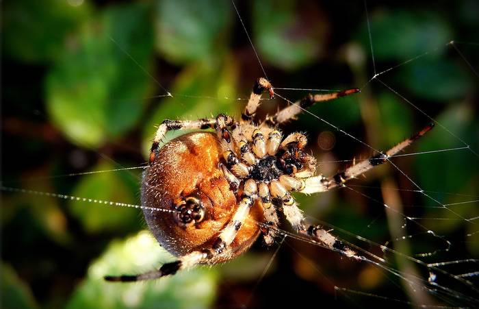 Брюхо паука, фото членистоногие животные фотография