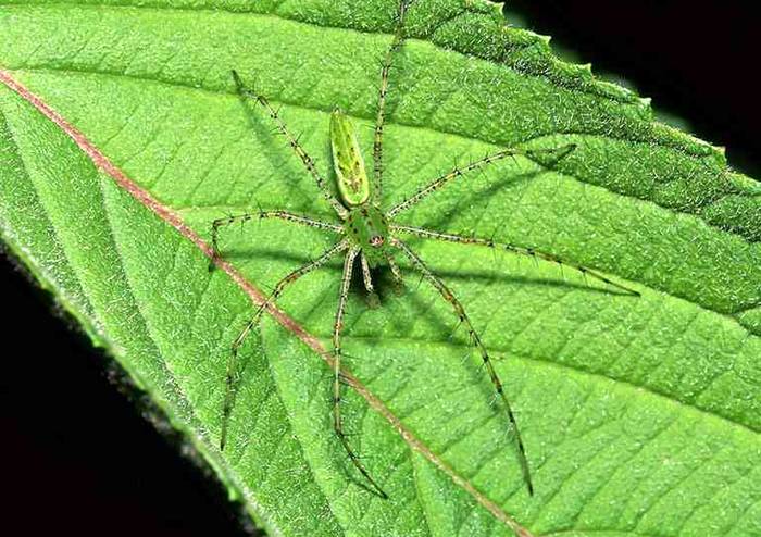 Зеленый паук на зеленом листике, фото членистоногие фотография