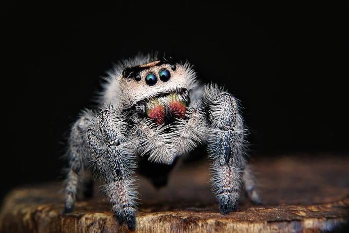 Паук скакун, фото фотография паукообразные