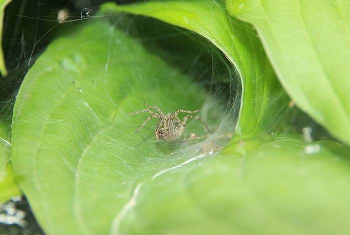 Воронковый, или травяной паук (Entelegynae), фото фотография паукообразные